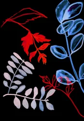 Nocna flora IV, 2018 (wideo)