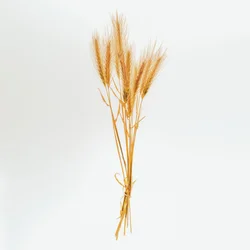 Jęczmień nr 01, 2020 (zdjęcie)