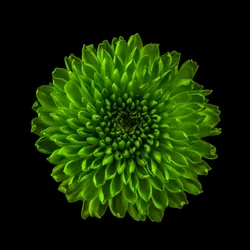 Chryzantema nr 01, 2020 (zdjęcie)