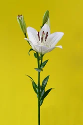 Lily na żółtym nr 01, 2020 (zdjęcie)