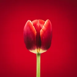 Portret pojedynczego czerwonego tulipana na czerwonym tle