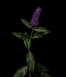 Buddleja purpurowa, 2020 (zdjęcie)