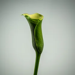 Pojedyncza zielona lilia Calla, 2020 (zdjęcie)