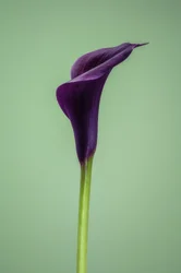 Pojedyncza fioletowa lilia Calla, 2021 (zdjęcie)