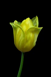Yellow Tulip No.02, 2021 (zdjęcie ilustracyjne)