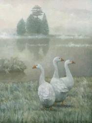 Białe gęsi w porannej mgle