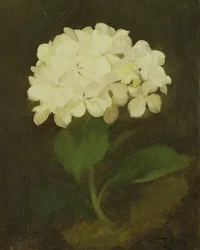 Biała Hortensja (olej na płótnie)
