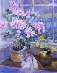 Różowa pelargonia na siedzeniu przy oknie, 1996,