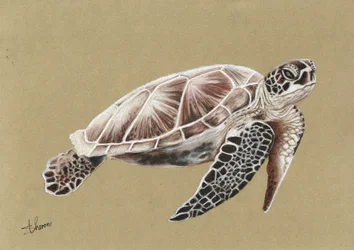 Pływający żółw morski