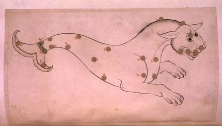 Gwiazdozbiory: Wieloryb Cetus