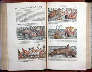 Łączenie wieloryba i wieloryba, z dodatku historiae quadrupedum, viviparorum et ovipororum autorstwa Conrada Gesnera (1516-65) szwajcarskiego przyrodnika, 1554 (kolorystyka)