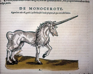 Jednorożec, ilustracja z „Historii zwierząt” Conrada Gesnera
