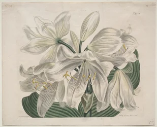 Wystawiony magazyn botaniczny lub ogród kwiatowy: White Cape - Coast Lily, 1806.