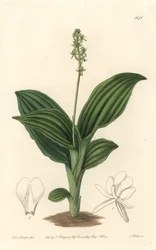 Afrykańska orchidea liparis - woda forte autorstwa S. Wattsa z ilustracji Sarah Anne Drake (1803-1857), z rejestru botanicznego