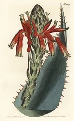 Aloe variete - Niebieski aloes, Aloe glauca (Red-spined glaucous aloe, Aloe rhodacantha) - Ręcznie barwiony miedzioryt autorstwa F. Sansoma Jr. według ilustracji autorstwa Sydenhama Edwardsa z magazynu Botanical William Curtis, T. Curtis, Londyn