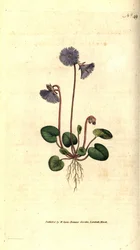 Soldanella alpejska - Soldanella alpejska, Soldanella alpina. Ręcznie kolorowany miedzioryt według ilustracji botanicznej autorstwa Jamesa Sowerby