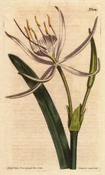 Amerykański pancratium ma pachnące białe kwiaty. Amerykański pancratium z białymi pachnącymi kwiatami.Pancratium rotatum.Ręcznie kolorowany miedzioryt na podstawie ilustracji botanicznej autorstwa Sydenhama Edwardsa z Williama Curtisa „Botanical Magazine” 