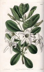 Anthocercis variete, pochodzący z Australii - tabliczka grawerowana przez S.Wattsa, z ilustracji Sarah Anne Drake (1803-1857), z rejestru botanicznego Sydenham Edwards (1768-1819), Anglia