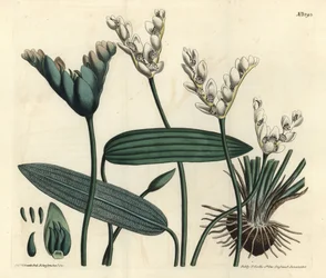 Pachnący Aponogeton - Cap-rdestnica, Aponogeton distachyos (aponogeton o rozwidlonych kwiatach, Aponogeton distachyon). Ręcznie barwiony miedzioryt autorstwa F. Sansoma Jr. według ilustracji Sydenhama Edwardsa z magazynu Botanical Magazine Williama Curtisa