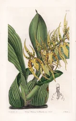 Araignee Orchid - Talerz grawerowany przez S.Wattsa, z ilustracji Sarah Anne Drake (1803-1857), z rejestru botanicznego Sydenham Edwards (1768-1819), Anglia