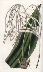 Lilia Araignee lub żonkil lub lilia morska - Talerz grawerowany przez S.Wattsa, z ilustracji Sarah Anne Drake (1803-1857), z rejestru botanicznego Sydenham Edwards (1768-1819), Anglia