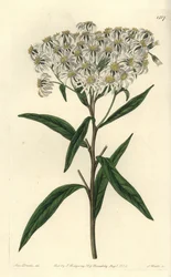 Aster a umbellata - aster płaskodenny, Doellingeria umbellata (aster migdałowy, Aster amygdalinus). Ręcznie barwiony miedzioryt autorstwa S. Wattsa według ilustracji panny Sarah Drake z rejestru botanicznego Sydenham Edwards, Ridgeway, Londyn