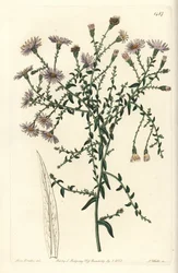 Aster variete - aster nowojorski, Symphyotrichum dumosum (gwiaździsta zwyczajna, Aster coridifolius). Ręcznie barwiony miedzioryt autorstwa S. Wattsa według ilustracji Sarah Drake z Sydenham Edwards
