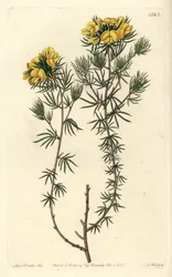 Australijska odmiana gompholobium - Capitate gompholobium, Gompholobium capitatum. Ręcznie barwiony miedzioryt autorstwa S. Wattsa według ilustracji panny Sarah Drake z rejestru botanicznego Sydenham Edwards, Ridgeway, Londyn