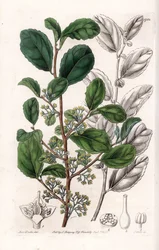 Azara Variete - Talerz grawerowany przez S.Wattsa, z ilustracji Sarah Anne Drake (1803-1857), z rejestru botanicznego Sydenham Edwards (1768-1819), Anglia