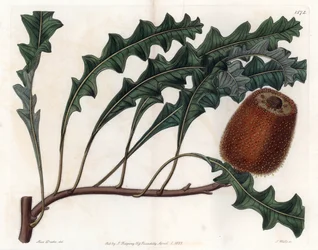 Banksia gardneri, Australian Oiginary - Grawerowane przez S.Wattsa, z ilustracji Sarah Anne Drake (1803-1857), z rejestru botanicznego Sydenham Edwards (1768-1819), Anglia