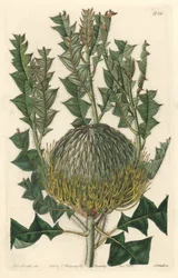 Banksia speciosa, pochodząca z Australii - mocna woda S. Wattsa z ilustracji Sarah Anne Drake (1803-1857), z rejestru botanicznego