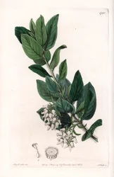 Bear Grape, oryginalnie z Kalifornii - grawerowane przez S.Watts, z ilustracji Sarah Anne Drake (1803-1857), z Botanical Register of Sydenham Edwards (1768-1819), Anglia