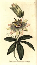Niebieska męczennica - męczennica błękitna, Passiflora caerulea. Ręcznie kolorowany miedzioryt według ilustracji botanicznej Sydenhama Edwardsa z The Botanical Magazine Williama Curtisa, Lambeth Marsh, Londyn