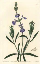 Szałwia niebieska - szałwia łąkowa, Salvia azurea (szałwia wąskolistna, Salvia angustifolia). Ręcznie barwiony miedzioryt autorstwa S. Wattsa według ilustracji panny Sarah Drake z rejestru botanicznego Sydenham Edwards, Ridgeway, Londyn