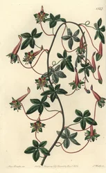 Kapucyn z Boliwii - pięciolistny tropaeoleum, Tropaeoleum pentaphyllum. Ręcznie barwiony miedzioryt autorstwa S. Wattsa według ilustracji panny Sarah Drake z rejestru botanicznego Sydenham Edwards, Ridgeway, Londyn