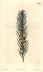 Gałąź z igłami krzewu Daviesia Aicularis, pochodzącego z Australii. Ilustracja Sydenhama Edwardsa, rycina Weddella. Eau forte w The Curtis Botanical Magazine, Samuel Curtis