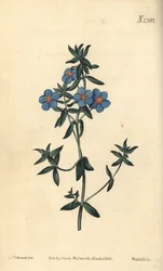 Brodawnik szerokolistny, Anagallis latifolia. Ręcznie kolorowany miedzioryt Weddella na podstawie ilustracji botanicznej Sydenhama Edwardsa z "William Curtis
