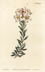 Buchu, Adenandra villosa (Umbel-flowered diosma, Diosma speciosa) - Ręcznie barwiony miedzioryt autorstwa F. Sansoma Jr. według ilustracji Sydenhama Edwardsa z magazynu botanicznego Williama Curtisa, T. Curtis, Londyn