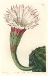 Kaktus jeżowiec lub kula Mojżesza, kwitnąca, pochodzi z Brazylii - Silna woda autorstwa S. Wattsa z ilustracji Sarah Anne Drake (1803-1857), z rejestru botanicznego