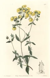 Calceolaire lub mały pantofelek lub torebka damy, pochodzące z Chile - Water forte autorstwa S. Wattsa z ilustracji Sarah Anne Drake (1803-1857), z rejestru botanicznego