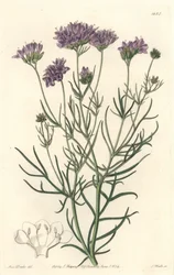 California Gilia - S. Watts Strong Water z ilustracji Sarah Anne Drake (1803-1857), z rejestru botanicznego