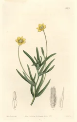 California Platystemon - S. Watts Strong Water z ilustracji Sarah Anne Drake (1803-1857), z rejestru botanicznego