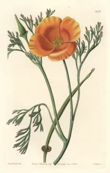 Mak kalifornijski lub mak amerykański - mocna woda S. Wattsa z ilustracji Sarah Anne Drake (1803-1857), z rejestru botanicznego