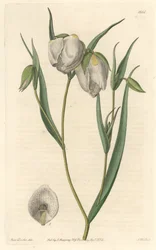 Calochorte (mariposa) lub cyclobothre o białych kwiatach, pochodzący z Kalifornii - mocna woda S. Watts z ilustracji Sarah Anne Drake (1803-1857), z rejestru botanicznego