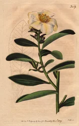 Camellia (Camelias) Penang, biały kwiat z żółtawym odcieniem do kwitnienia. Kamelia pachowa. Ręcznie kolorowany miedzioryt z ilustracji botanicznej Sydenhama Edwardsa z „”Magazynu Botanicznego” Williama Curtisa” 1790-1800.