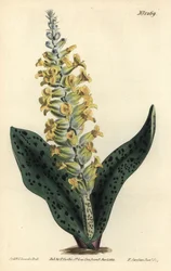 Hiacynt Przylądkowy (fałszywa orchidea) - storczyk plamisty liściasty podobny do storczyków, Lachenalia orchioides. Ręcznie barwiony miedzioryt autorstwa F. Sansoma Jr. według ilustracji Sydenhama Edwardsa z magazynu botanicznego Williama Curtisa, T. Curti