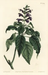 Szałwia karaibska - Salvia lamiifolia (szałwia purpurowokwiatowa, Salvia amoena). Ręcznie kolorowany miedzioryt wykonany przez F. Sansoma Jr. na podstawie ilustracji Sydenhama Edwardsa z "William Curtis
