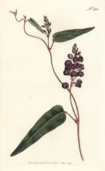Caulinia bimaculata (fioletowa glicyna, glicyna bimaculata). Ręcznie barwiony miedzioryt autorstwa Sansoma według ilustracji Sydenhama Edwardsa z magazynu Botanical Magazine Williama Curtisa, Londyn