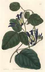 Caulinie noiratre, pochodzący z Australii - mocna woda S. Watts z ilustracji Sarah Anne Drake (1803-1857), z rejestru botanicznego