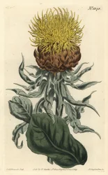 Centauree a grosse tête - chaber olbrzymi lub żółta centaura o dużej głowie, Centaurea macrocephala. Ręcznie barwiony miedzioryt autorstwa F. Sansoma Jr. według ilustracji Sydenhama Edwardsa z magazynu botanicznego Williama Curtisa, T. Curtis, Londyn